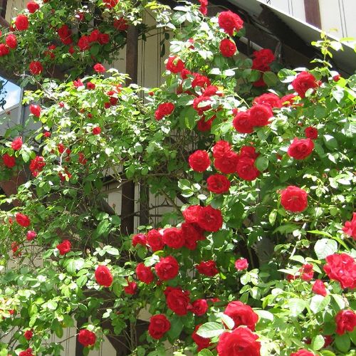 Červená - Stromková ruža s drobnými kvetmistromková ruža s kríkovitou tvarou koruny